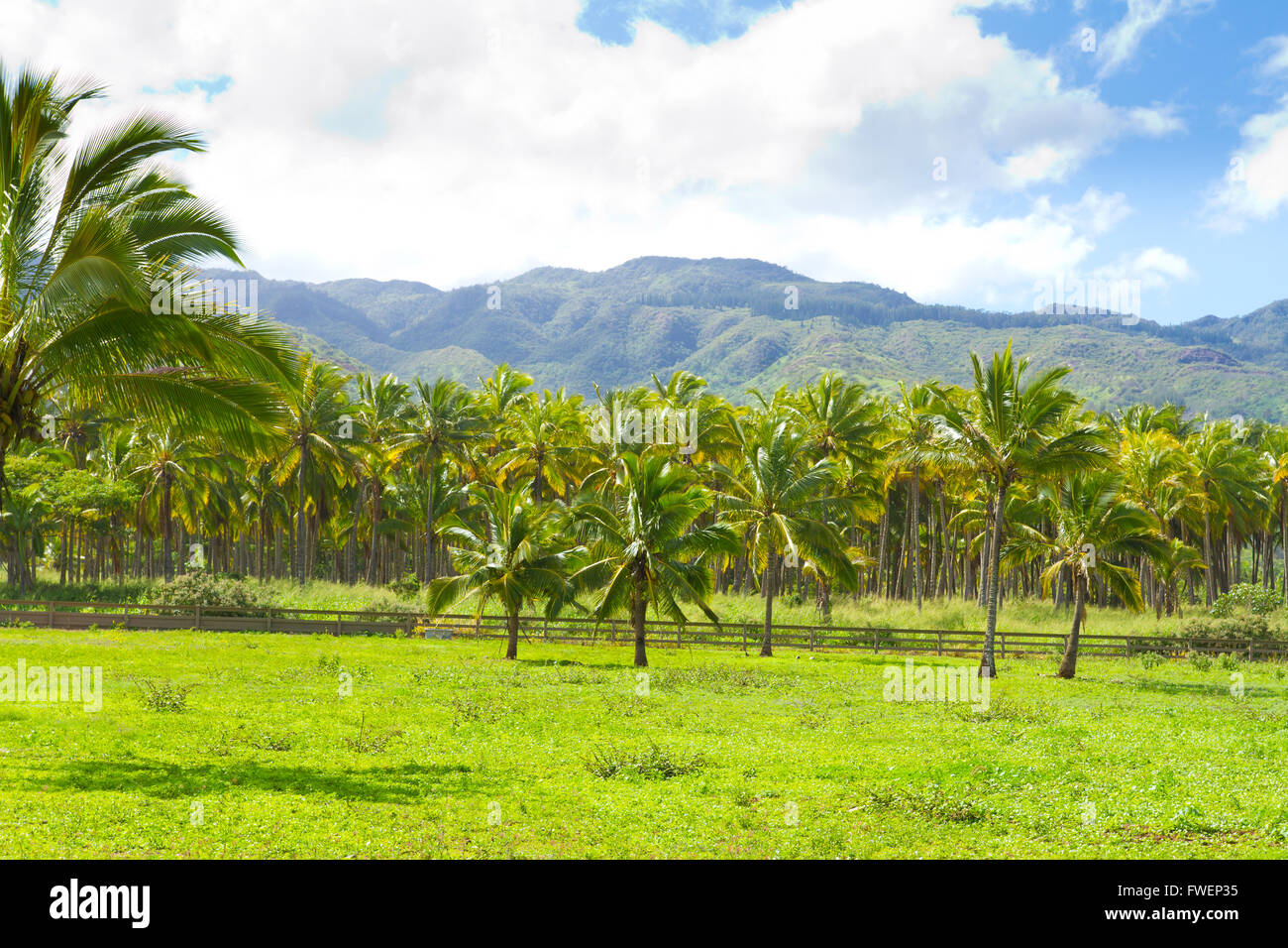 Questa fattoria boschetto di alberi è un'operazione di allevamento dove noci di cocco sono coltivati e raccolti in Hawaii lungo la North Shore di Oahu. Foto Stock