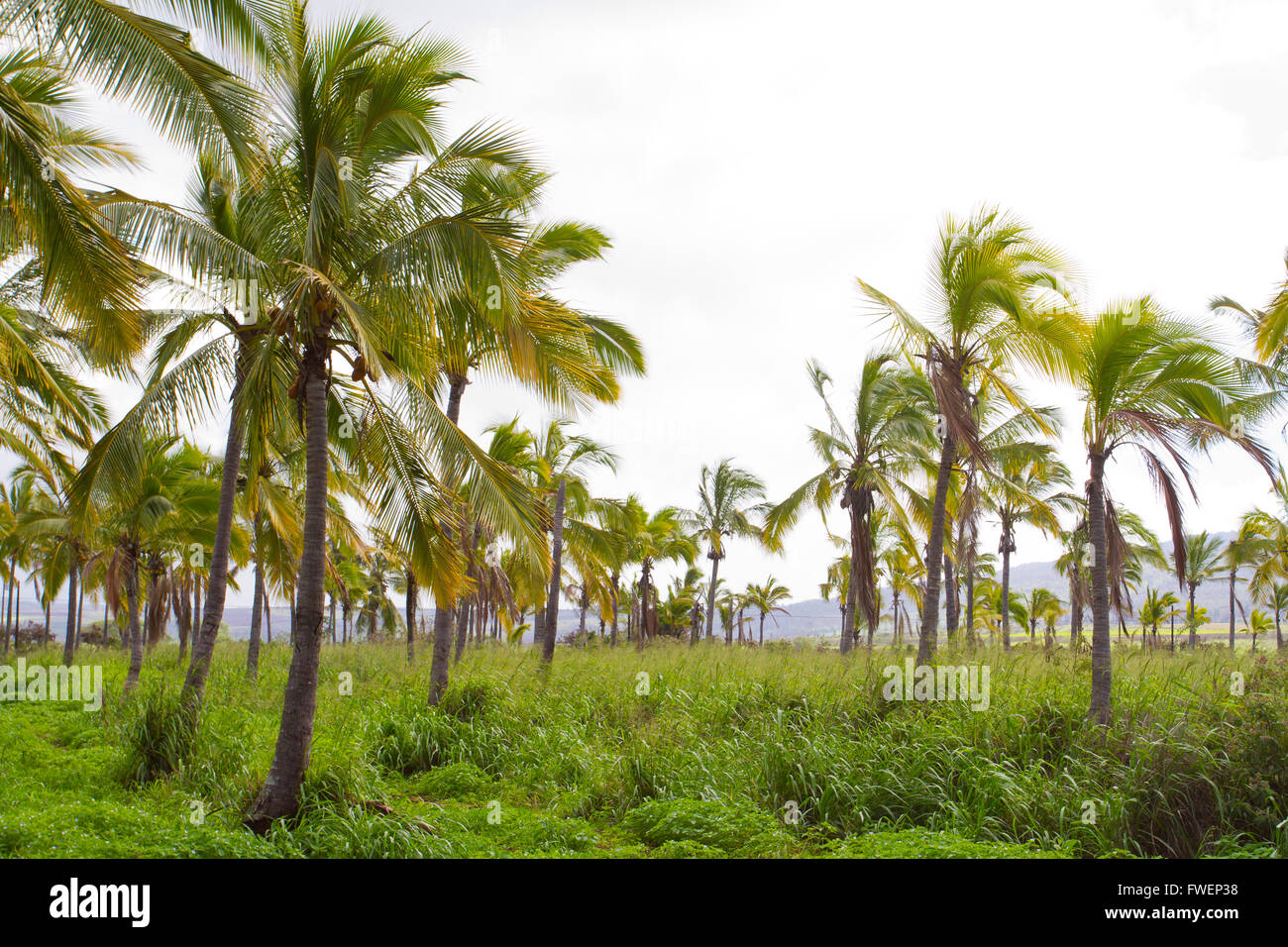Questa fattoria boschetto di alberi è un'operazione di allevamento dove noci di cocco sono coltivati e raccolti in Hawaii lungo la North Shore di Oahu. Foto Stock