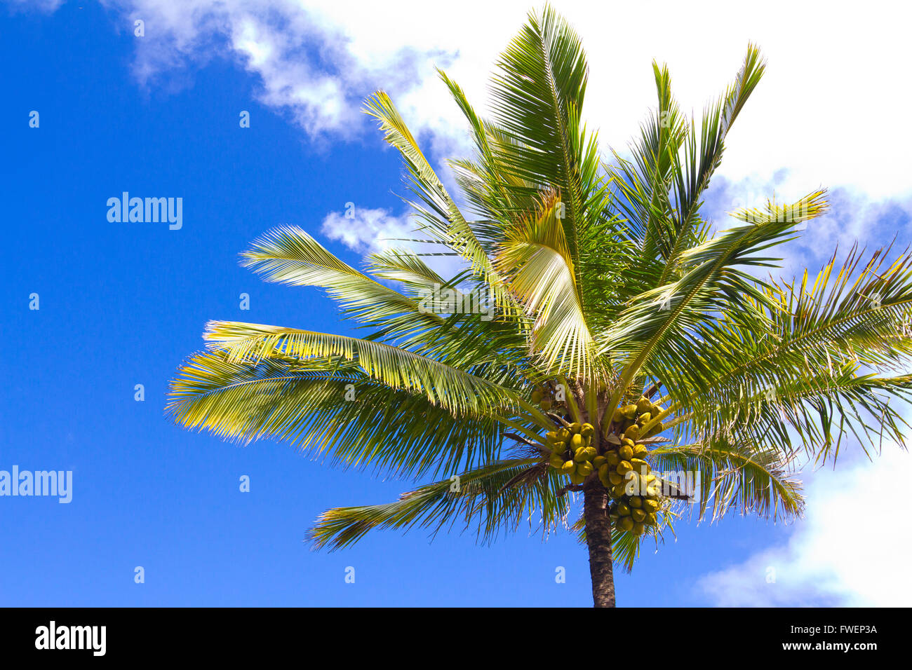 Queste noci di cocco sono rip e pronti per essere raccolti in una alta palma nelle Hawaii. Foto Stock