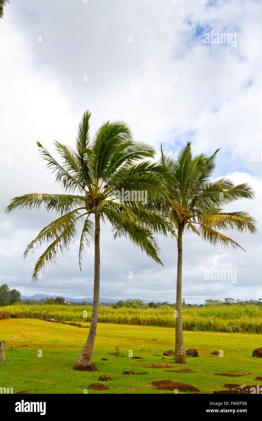 Spesso le palme crescono in stretta collaborazione in coppie come questo. Questa immagine mostra gli alberi in modo simbolico come confrontato con un Foto Stock