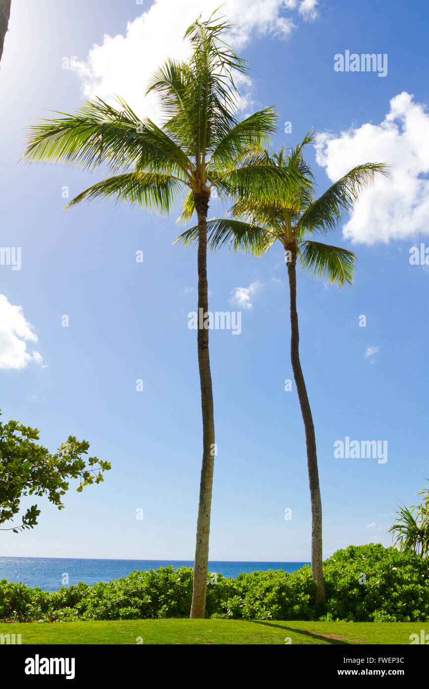 Spesso le palme crescono in stretta collaborazione in coppie come questo. Questa immagine mostra gli alberi in modo simbolico come confrontato con un Foto Stock