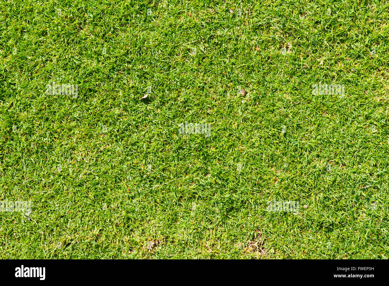 Questa immagine astratta mostra alcuni verde tropicale erba corta e niente altro in una natura dettaglio foto di texture. Foto Stock