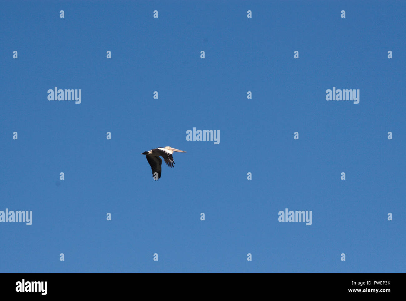 Pellicano australiano in pieno volo contro un profondo blu del giorno tempo sky. Foto Stock