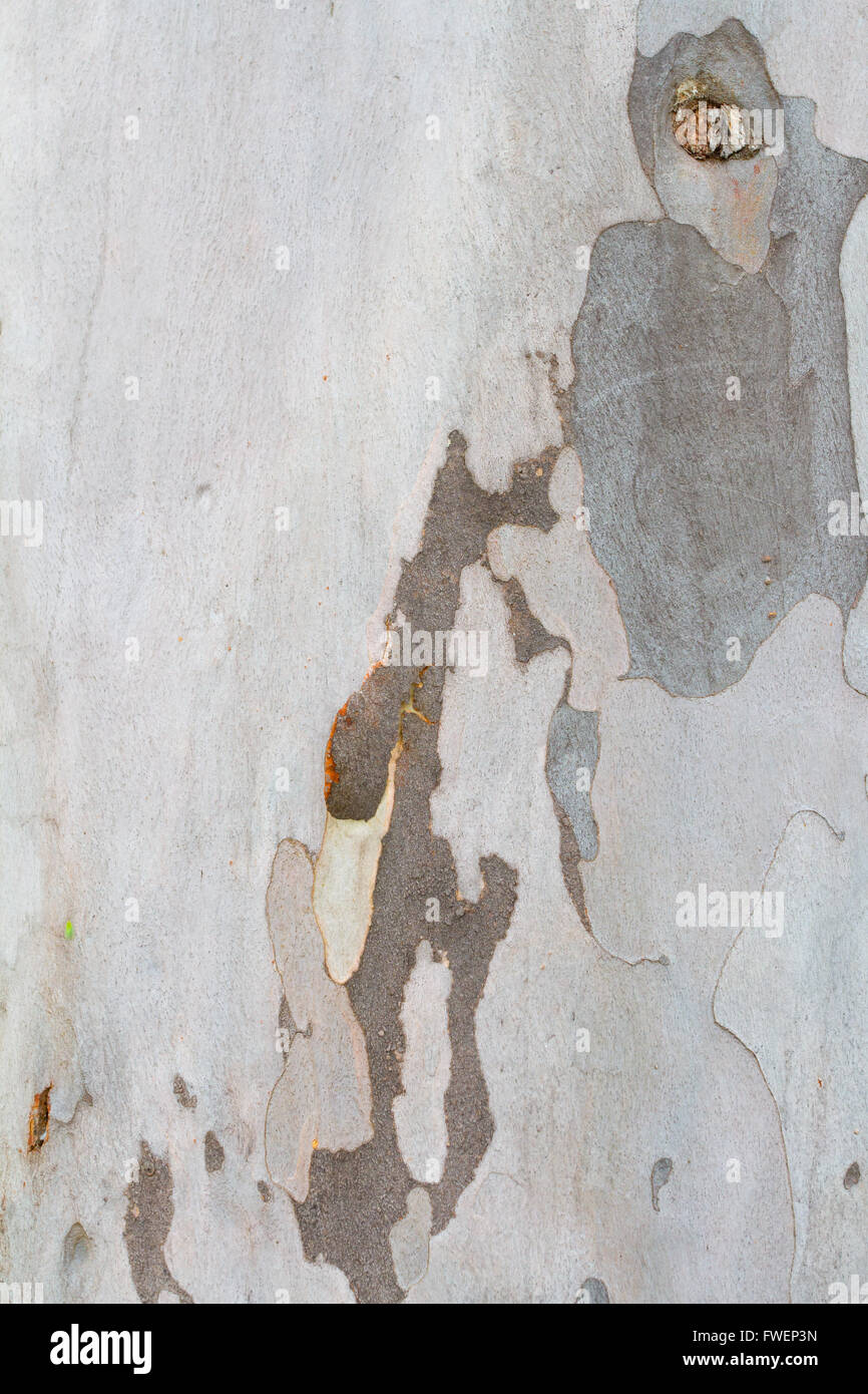 Una luce colorata tree ha più tonalità di grigio in una sorta di camo come aspetto in questa natura astratta immagine di tessitura del p Foto Stock
