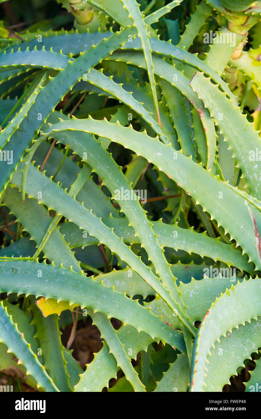 Un spiked cactus impianto sembra formidabile sull'isola di Hawaii. La pianta è verde e ha spine e l'immagine è una natura deta Foto Stock