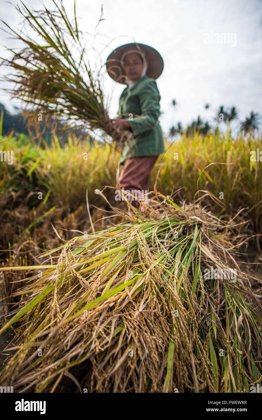 I lavoratori in un campo di Padi di Bukittinggi, Indonesia, sud-est asiatico Foto Stock