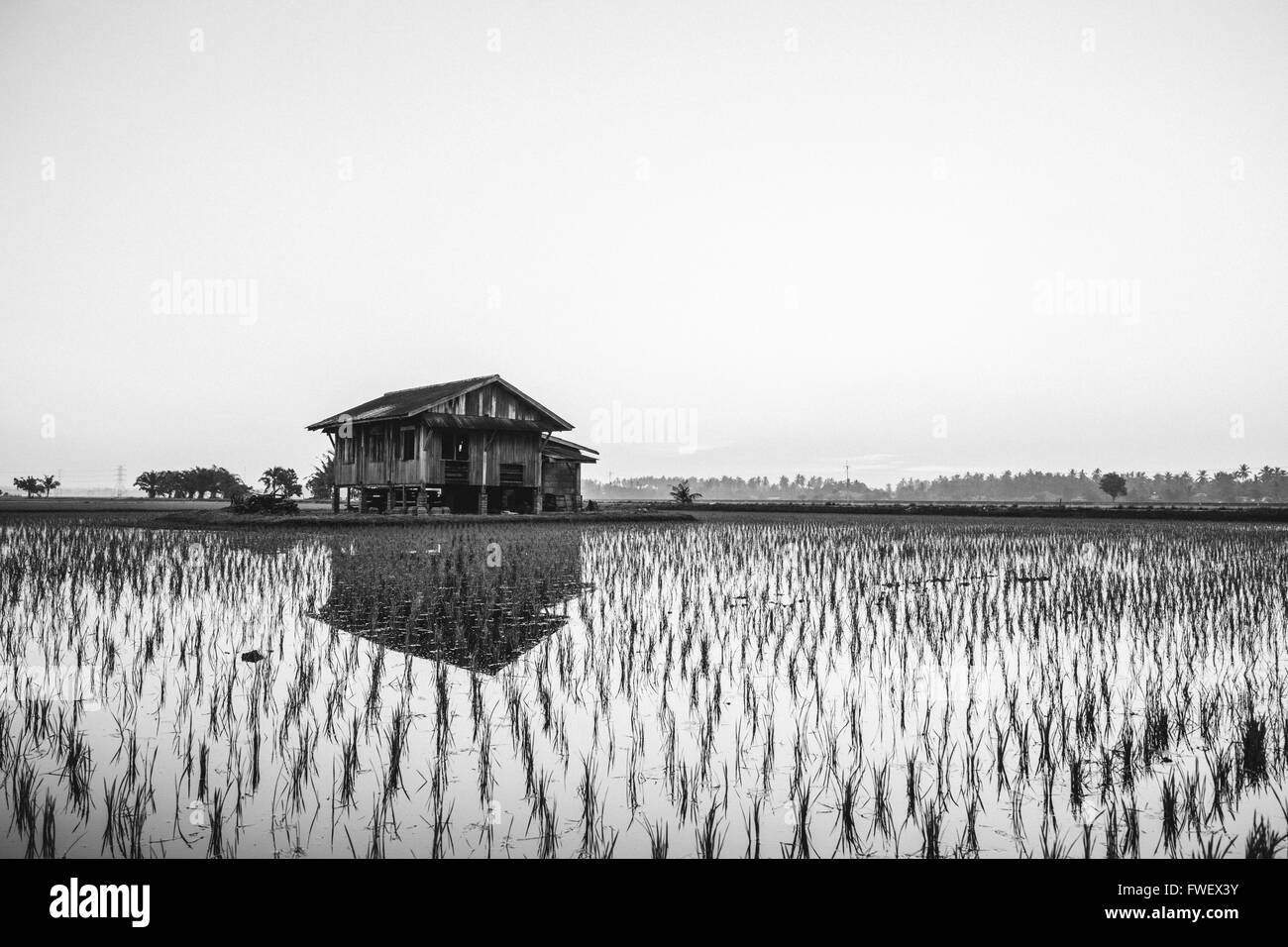 Abbandonato casa in legno nel centro del campo di risone con un sunrise sky in background. Foto Stock