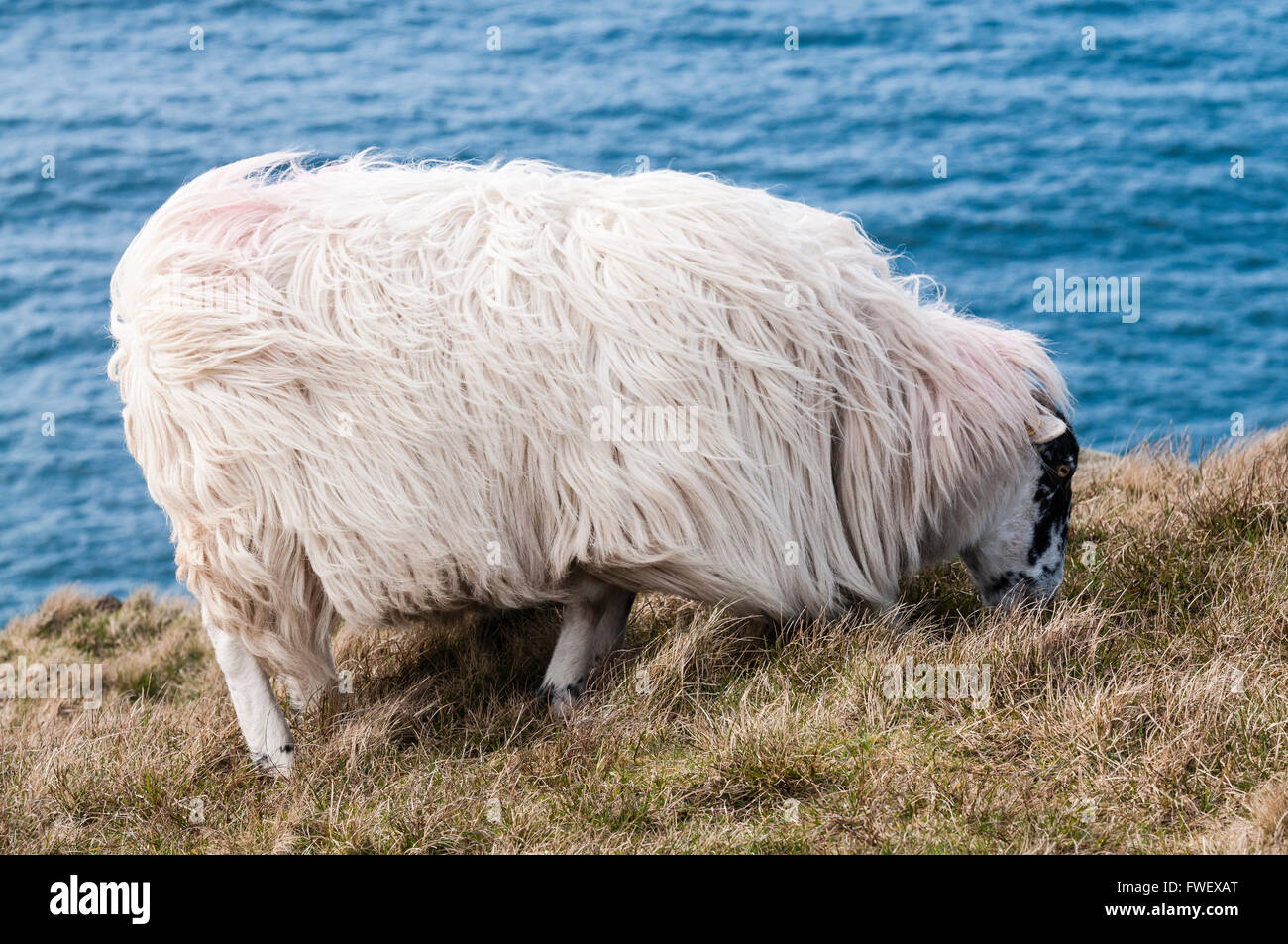 Blackface pecore pascolano sulla cima di una alta scogliera sul mare. Foto Stock