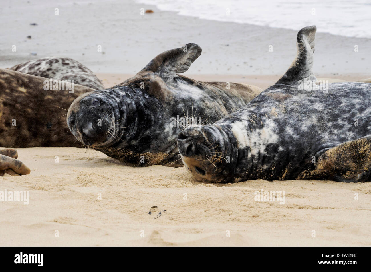 Le guarnizioni di tenuta comune esplorare sincronizzato in rotolamento sulla spiaggia Horsey, Norfolk Foto Stock