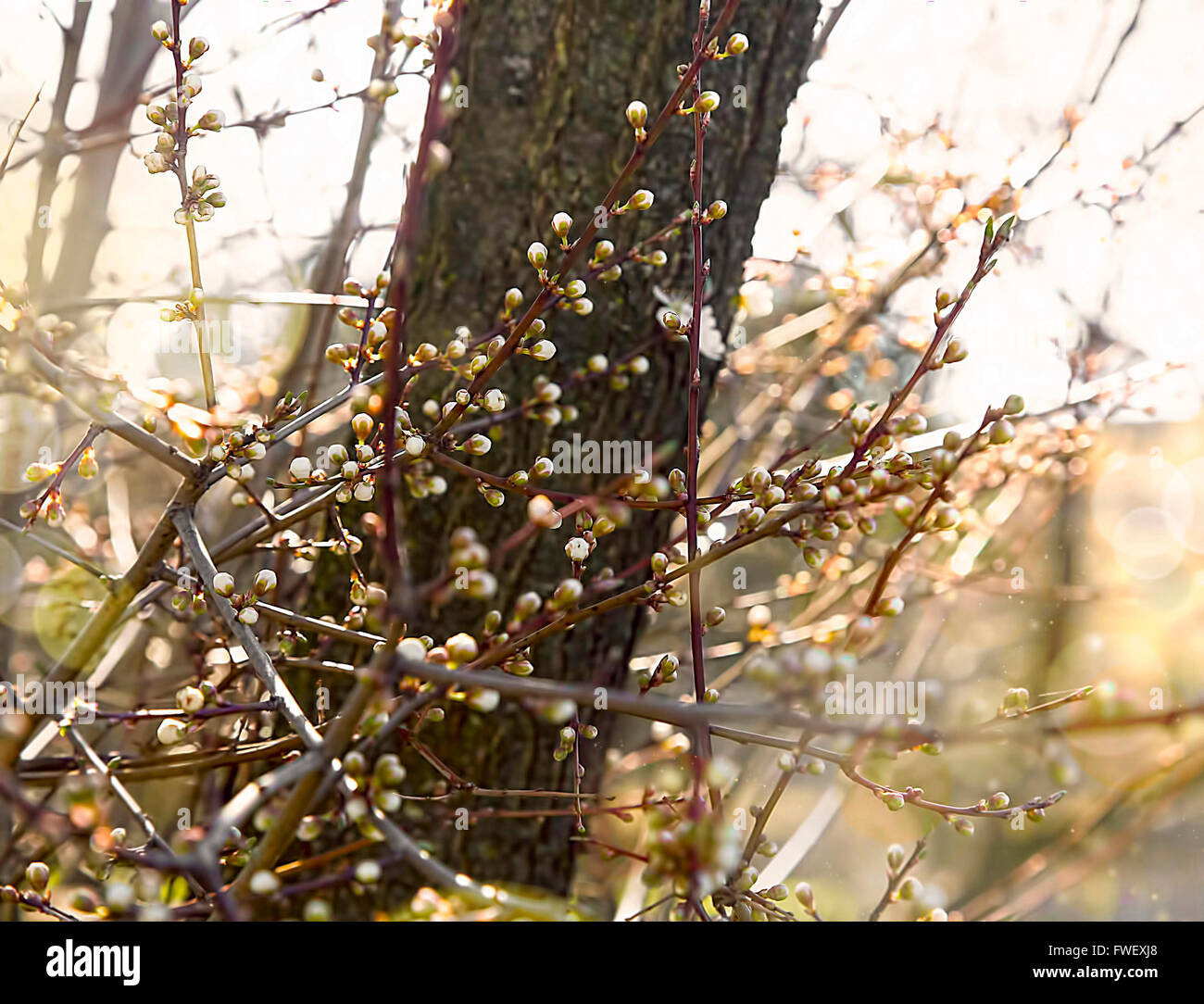 Molla albero boccioli di fiori sotto la luce diretta del sole Foto Stock