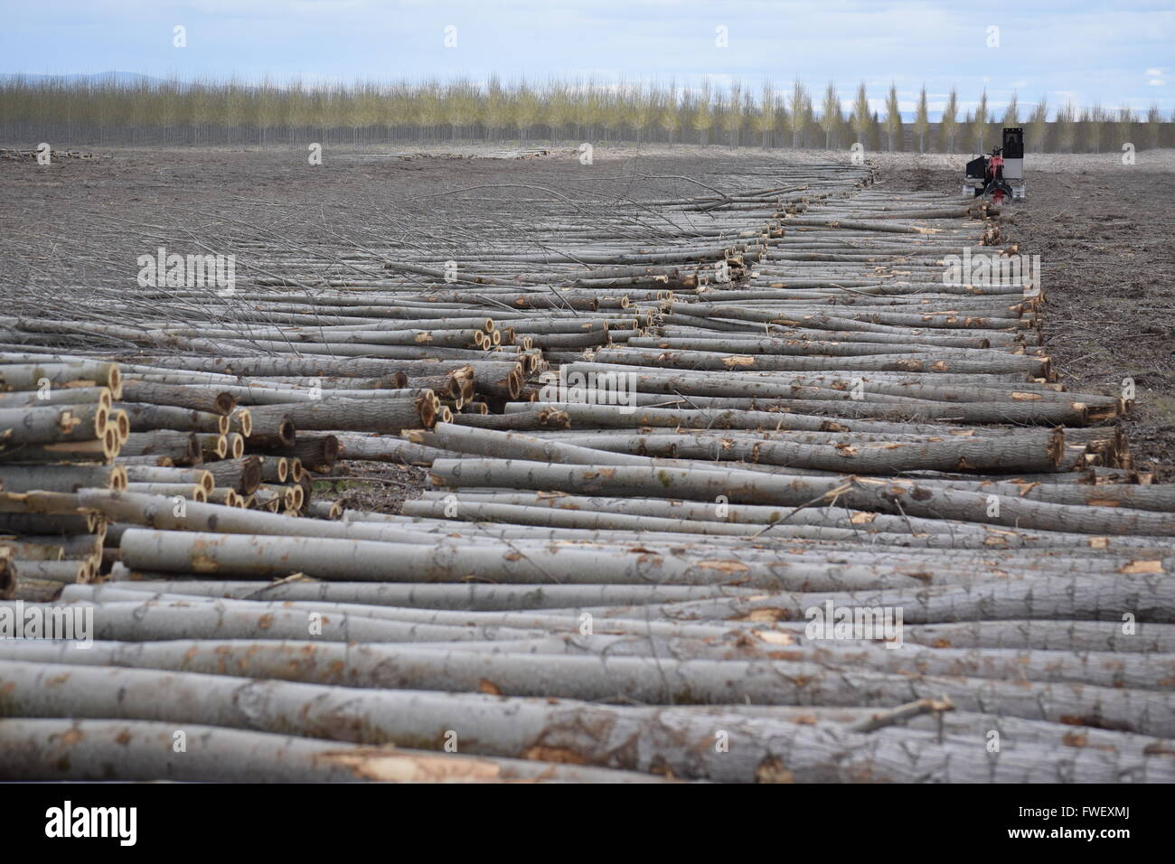 La raccolta di Pacific Albus alberi. Foto Stock