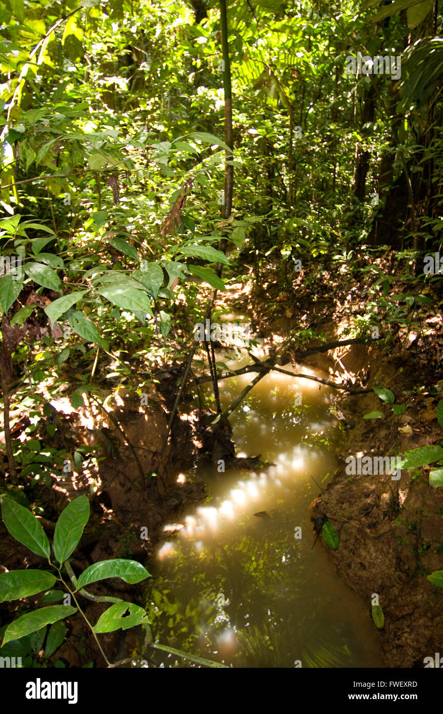 Piano generale della giungla amazzonica e foresta primaria, vicino a Iquitos, amazzonico, Loreto, Perù. Foto Stock