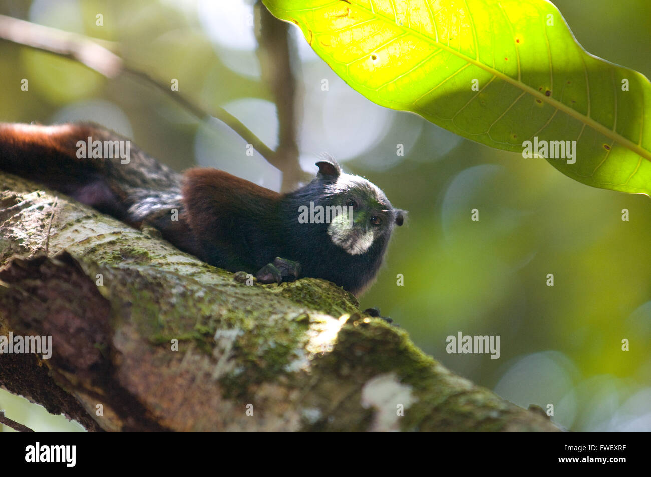 Un Commun lanosi scimmia (Oreonax flavicauda) su una delle foreste primarie della foresta pluviale amazzonica, vicino a Iquitos, amazzonico, Lor Foto Stock