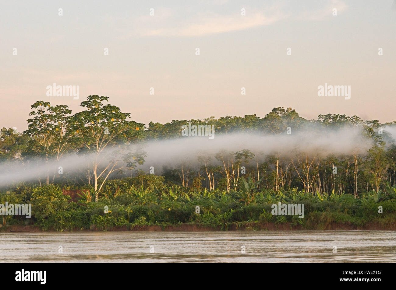 La foresta pluviale amazzonica: spedizione in barca lungo il fiume del Amazon vicino a Iquitos, Loreto, Perù. Navigazione uno dei tributari di th Foto Stock