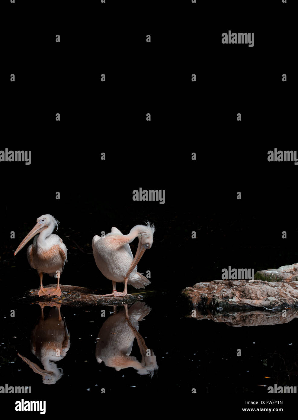 Rosa-backed pellicani crogiolarsi al sole contro un passo su sfondo nero Foto Stock