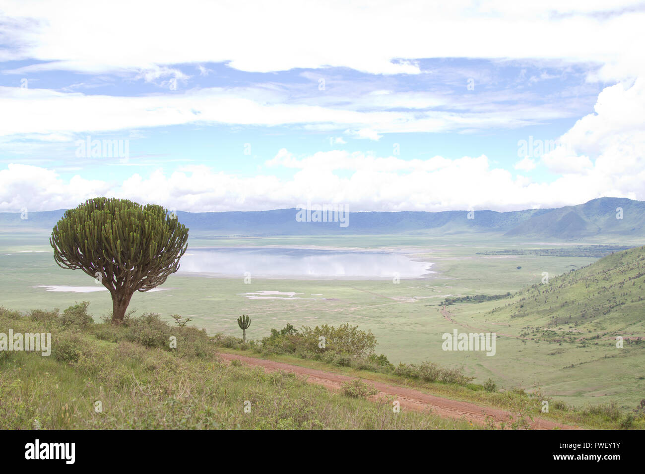 Un candelabro tree sul bordo del cratere di Ngorongoro in Tanzania Foto Stock
