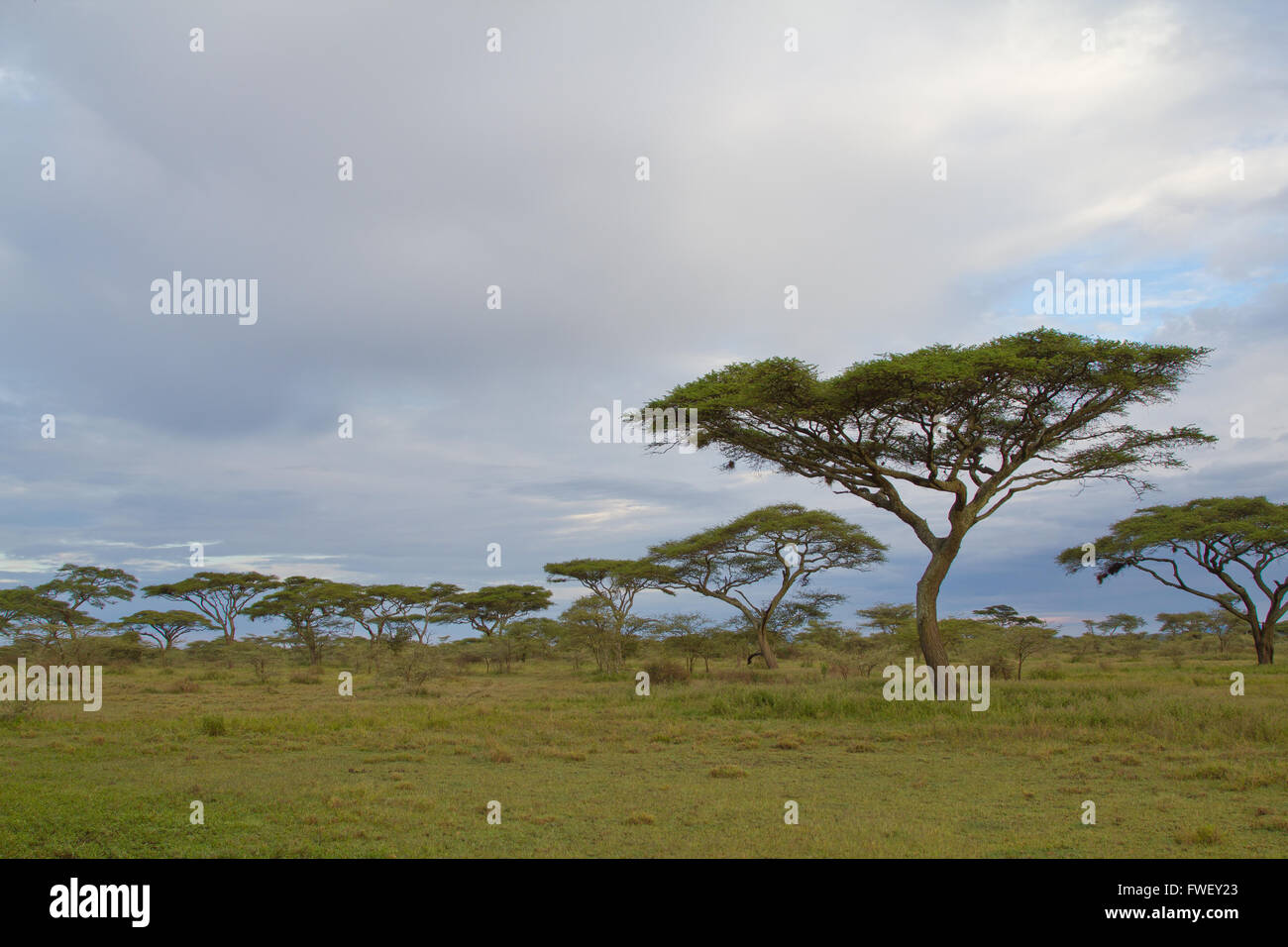 Gli alberi di acacia sulla savana in Tanzania Foto Stock