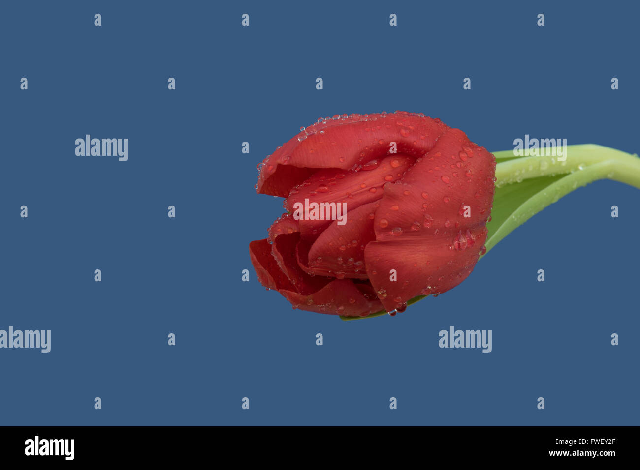 Rosso isolato tulip con gocce di pioggia su uno sfondo blu Foto Stock