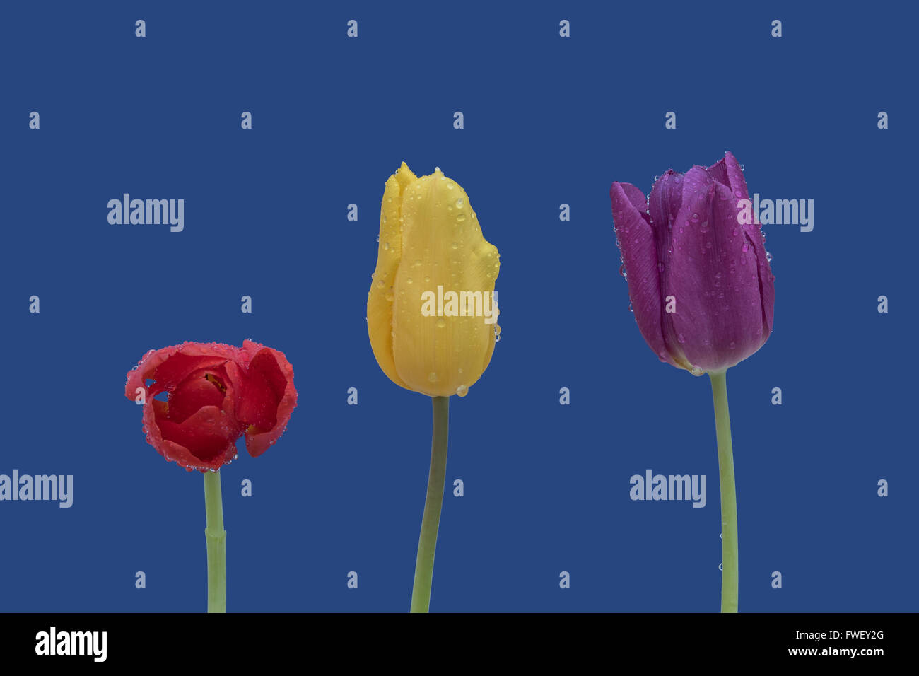 Isolato rosso, giallo e viola tulip con gocce di pioggia su uno sfondo blu Foto Stock