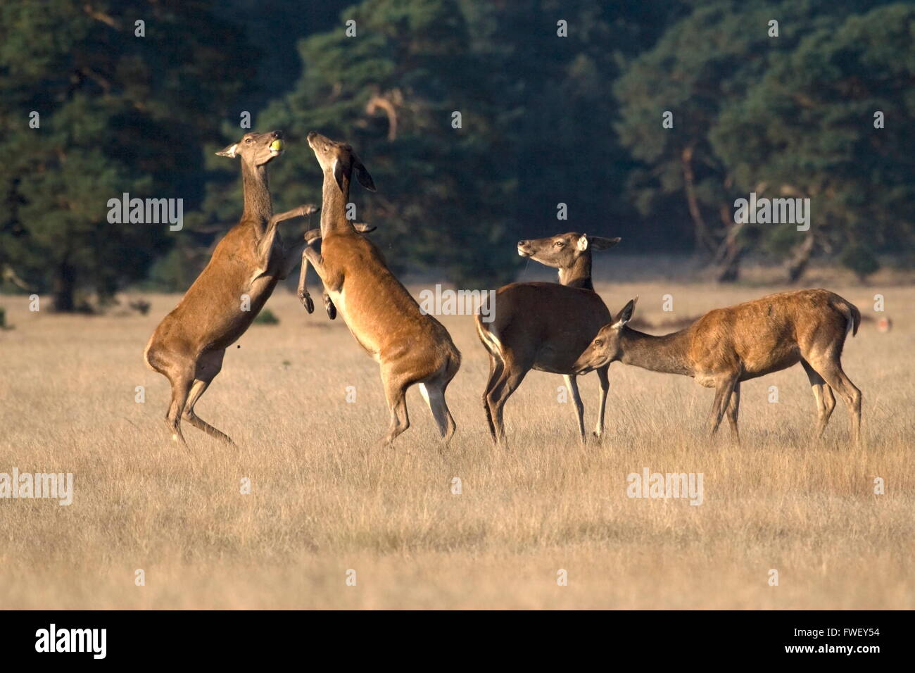 Femmina del cervo di combattere su un Apple nel Parco Nazionale De Hoge Veluwe, Paesi Bassi Foto Stock