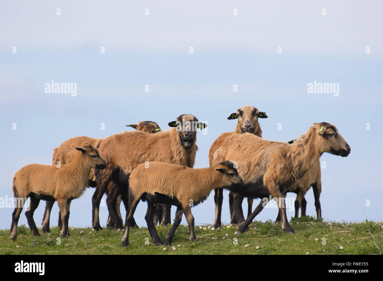 Rari allevamento di pecore cmeroon Foto Stock