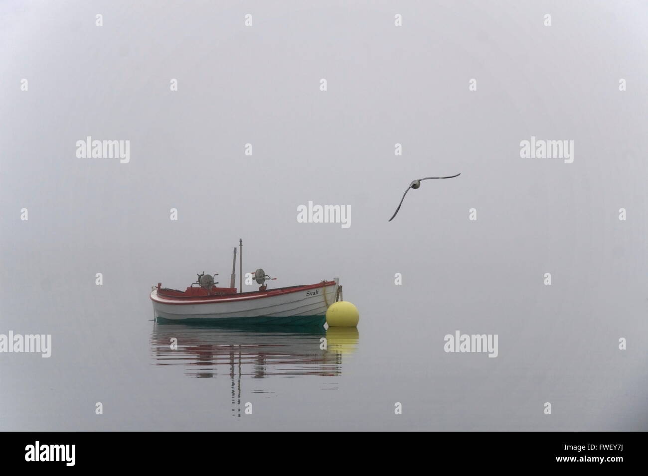 In barca la nebbia con il gabbiano, Islanda Foto Stock