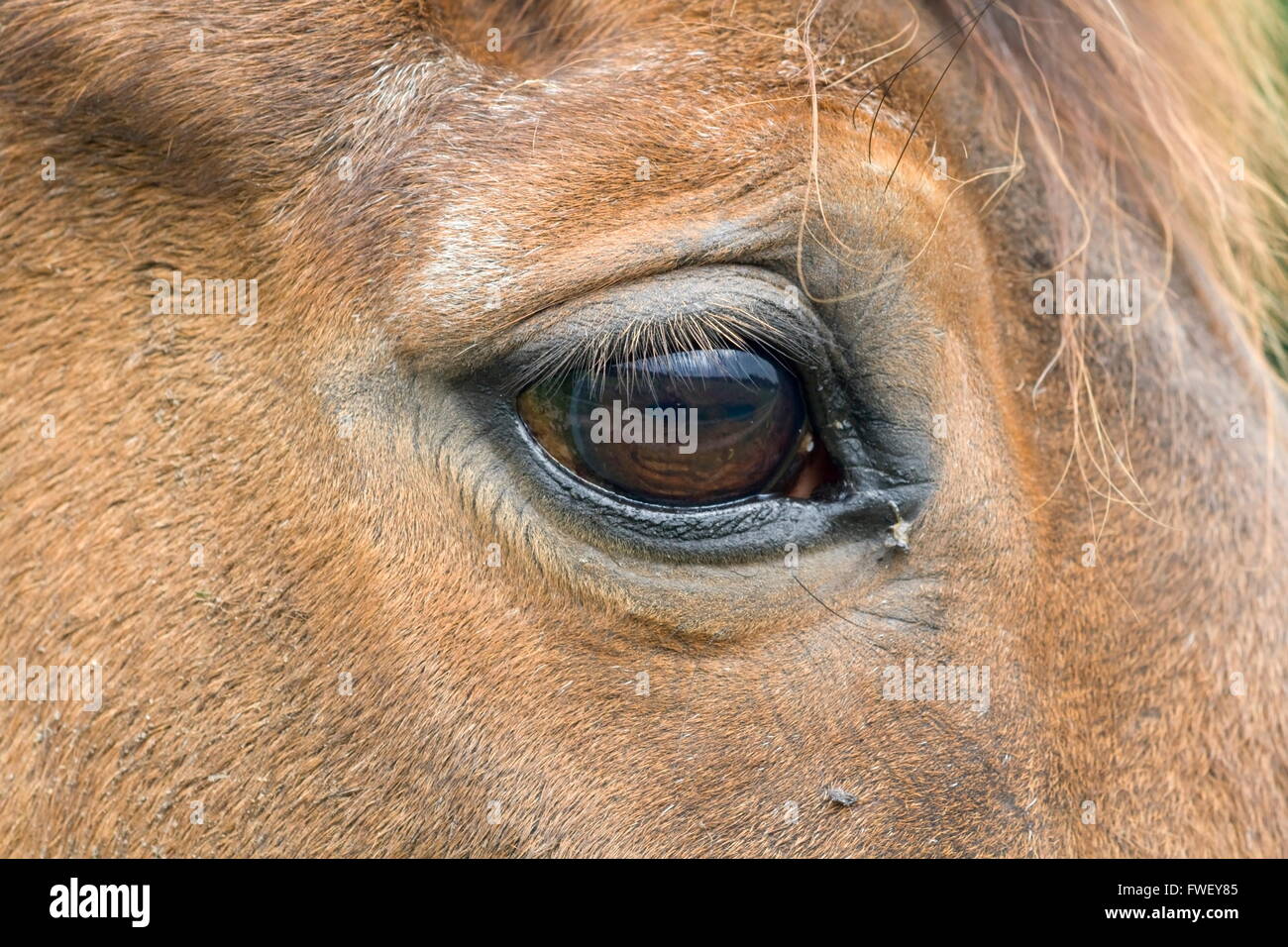 Testa di un cavallo con un occhio visibile. Paesi Bassi Foto Stock
