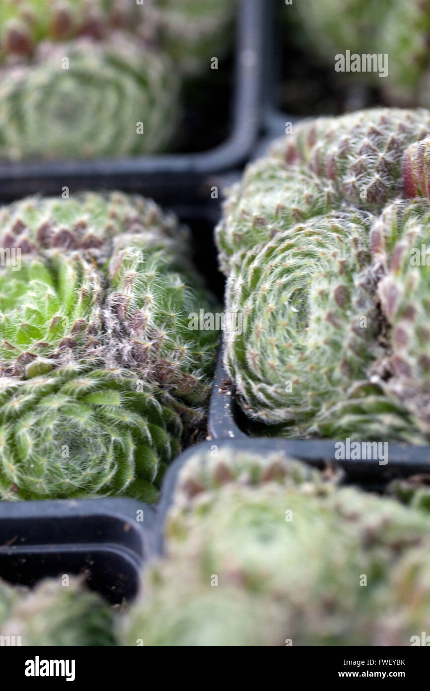 Rockery piante in vaso per la vendita sul mercato degli agricoltori Foto Stock