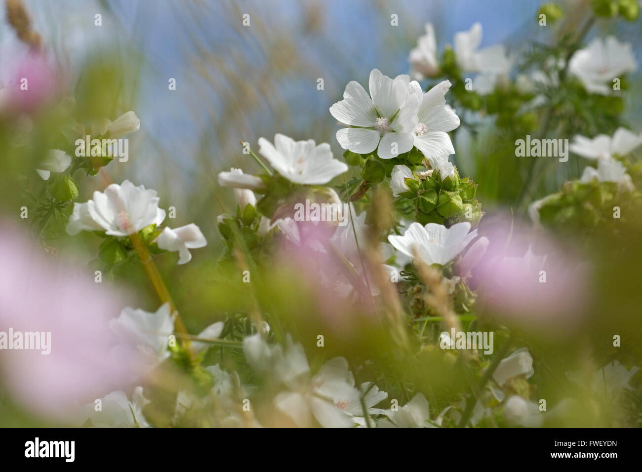 Muschio bianco malva (Malva Moschata f. Alba) in piena fioritura in un  giardino inglese confine in estate - un premio di merito da giardino Foto  stock - Alamy