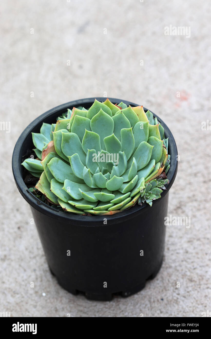 Chiudere l immagine di Echeveria glauca o noto come Aeonium o noto come verde succulente Rose Foto Stock