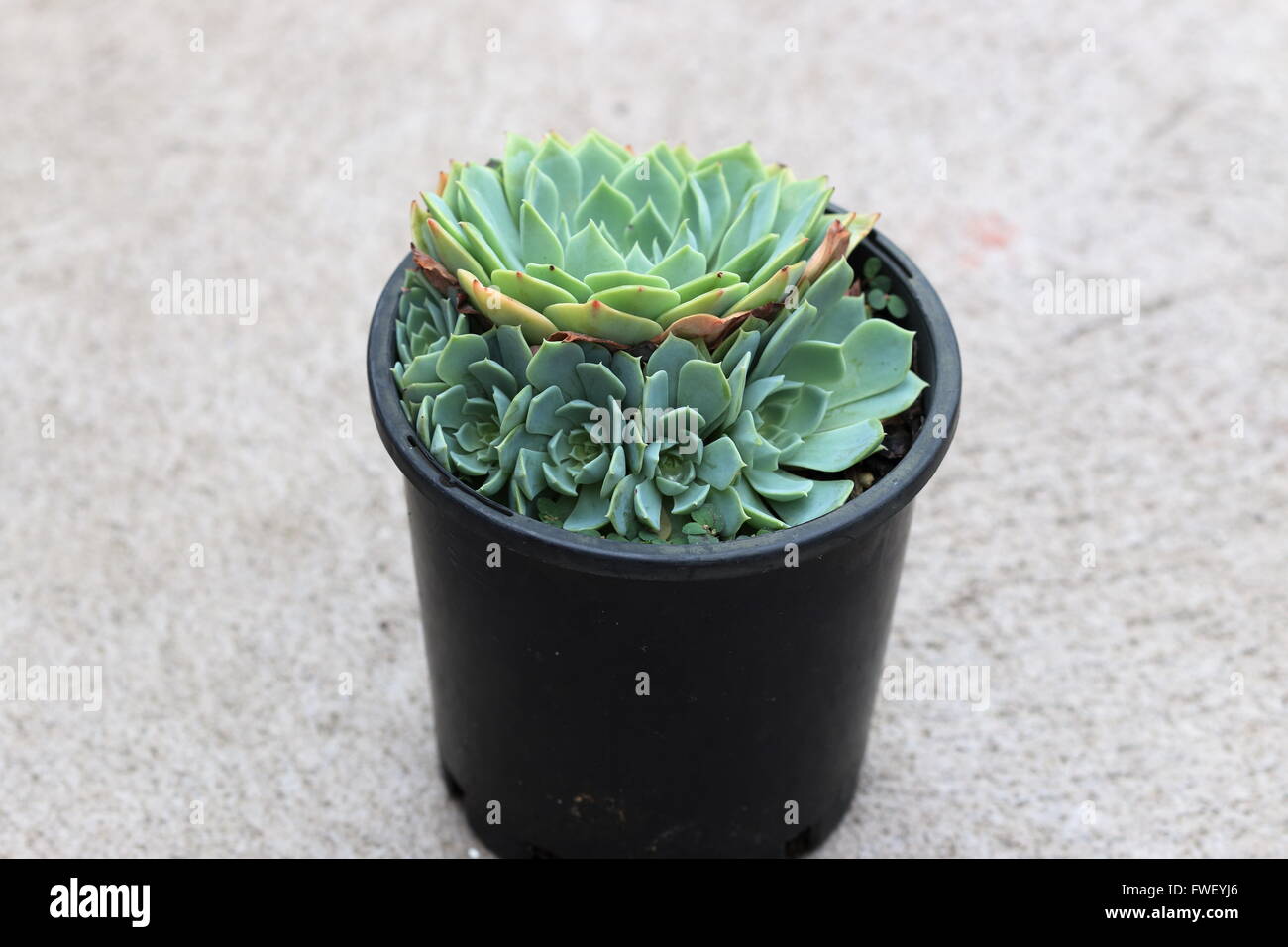 Chiudere l immagine di Echeveria glauca o noto come Aeonium o noto come verde succulente Rose Foto Stock