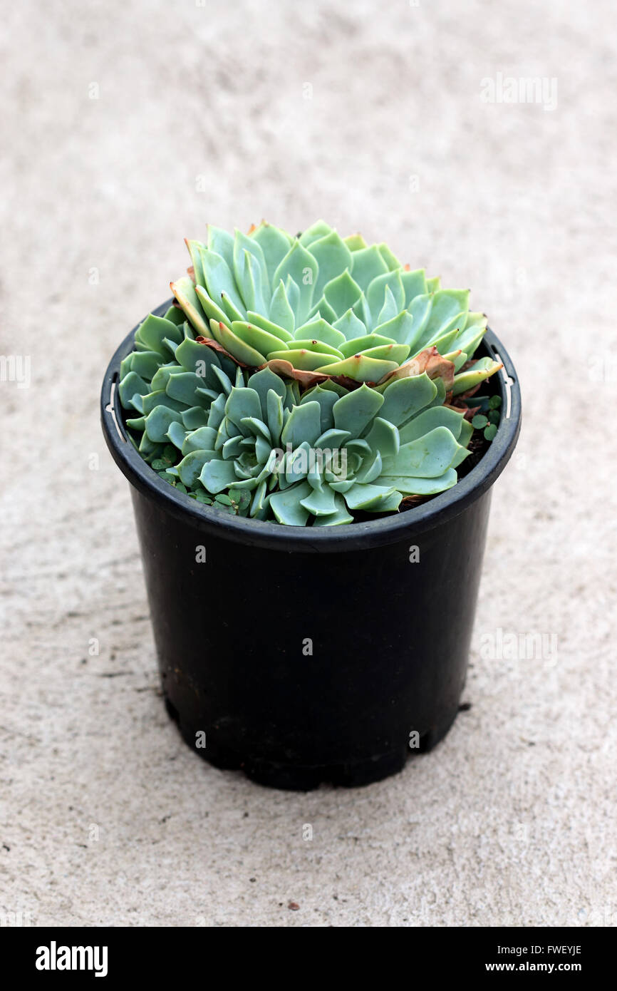 Chiudere l immagine di Echeveria glauca o noto come Aeonium o noto come verde succulente Rose Foto Stock