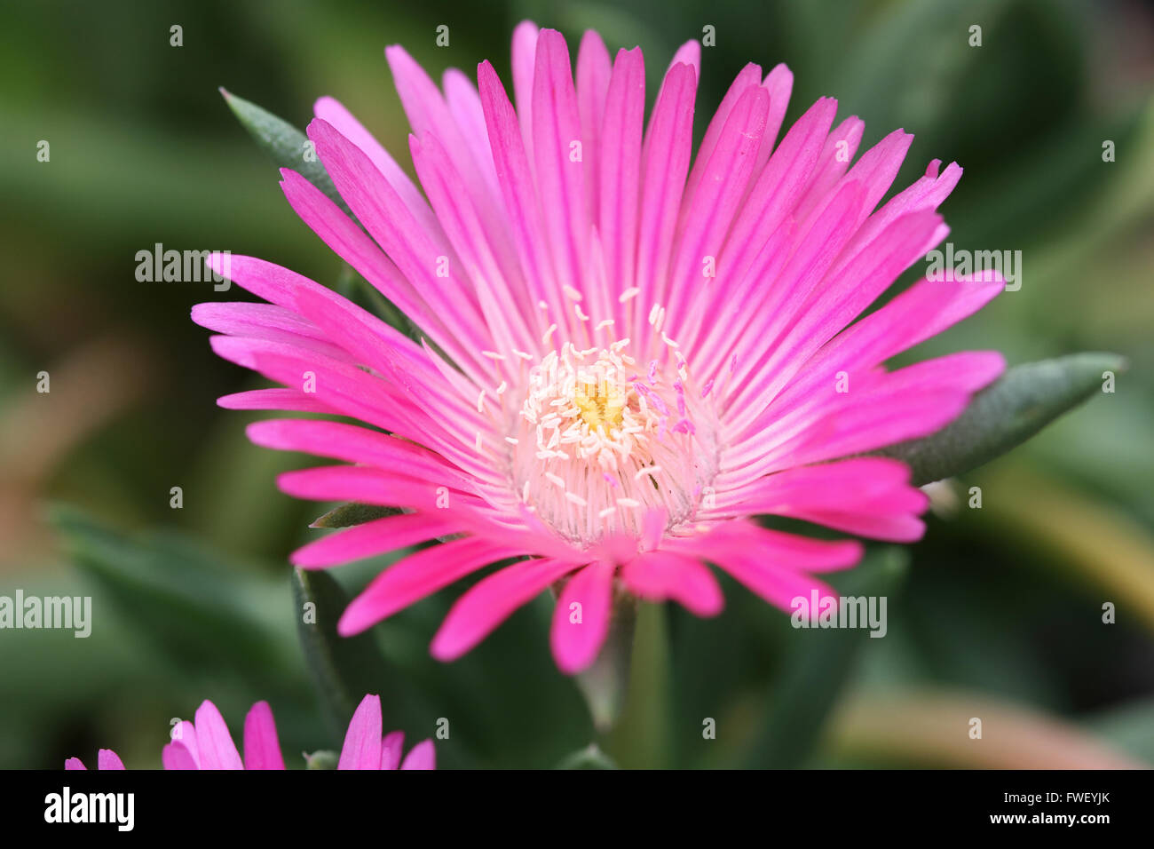 Macro shot di Cephalophyllum o noto come Lido Big Pink pieno fiore fiori Foto Stock