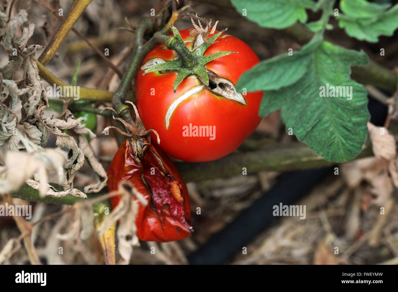 Marciume pomodori sull'albero vite Foto Stock