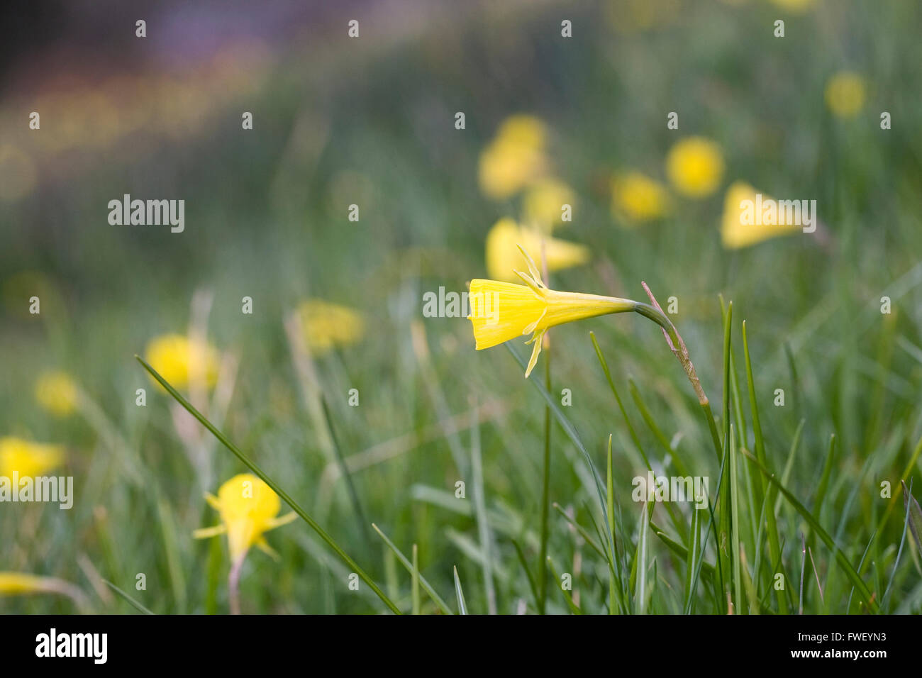 Narcissus bulbocodium. Hoop petticoat narcisi naturalizzate nel prato. Foto Stock