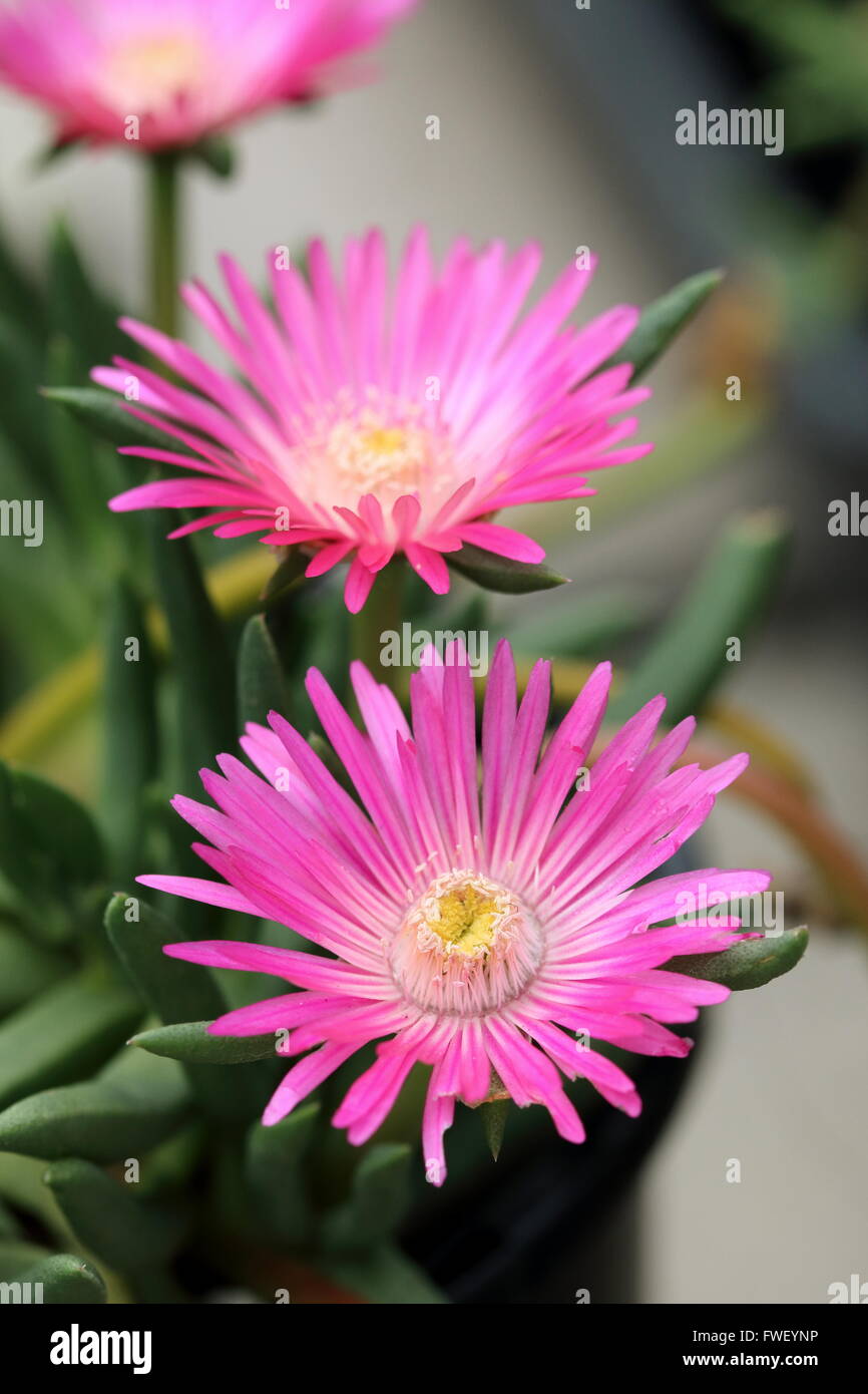 Macro shot di Cephalophyllum o noto come Lido Big Pink pieno fiore fiori Foto Stock