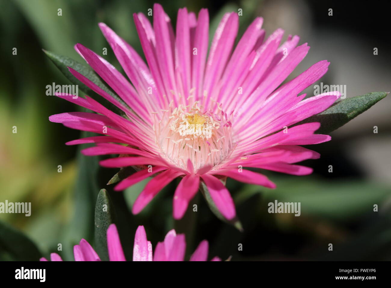 Macro shot di Cephalophyllum o noto come Lido Big Pink pieno fiore fiori Foto Stock