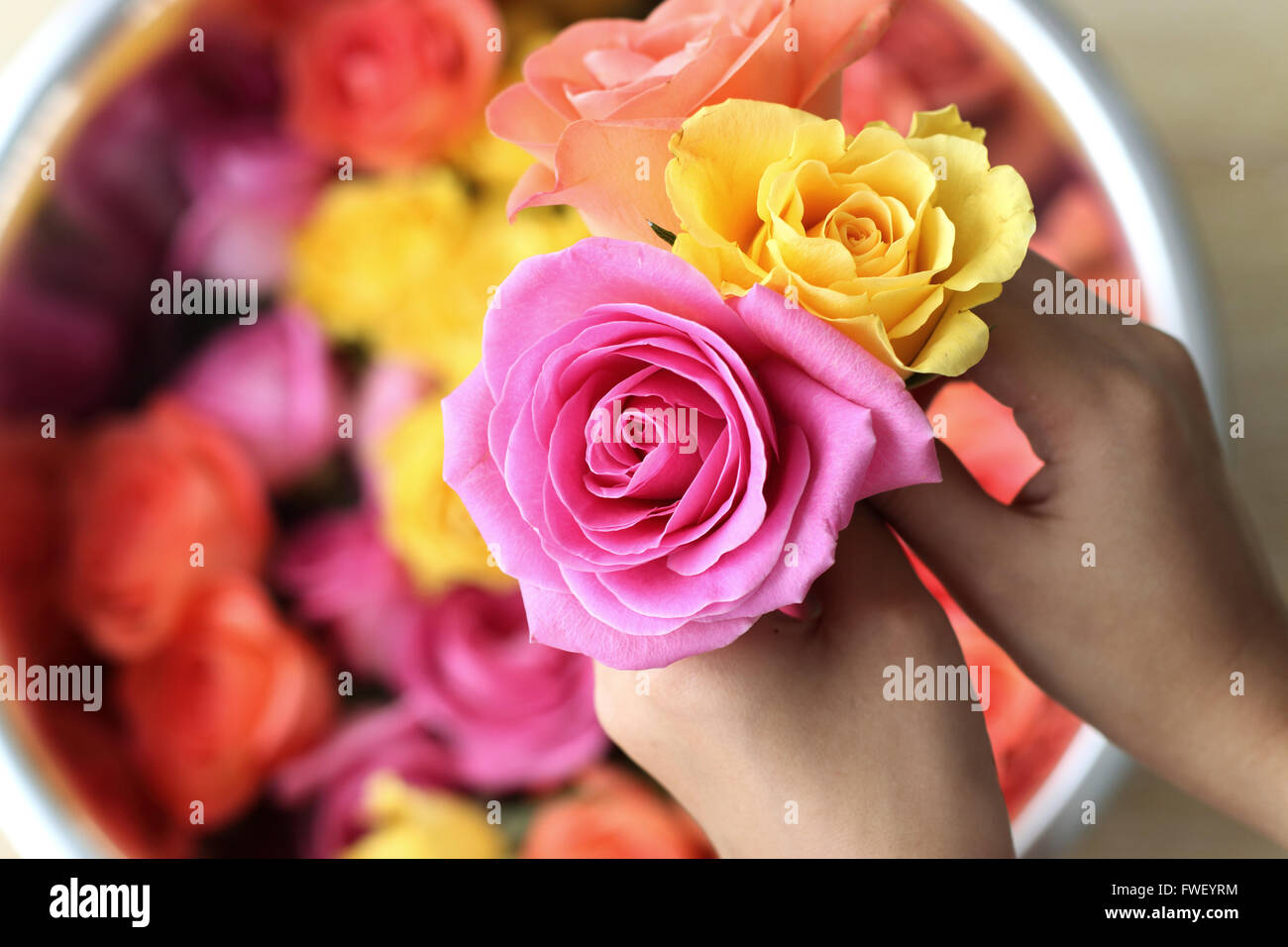 Mano azienda blooming Rose colorata Foto Stock