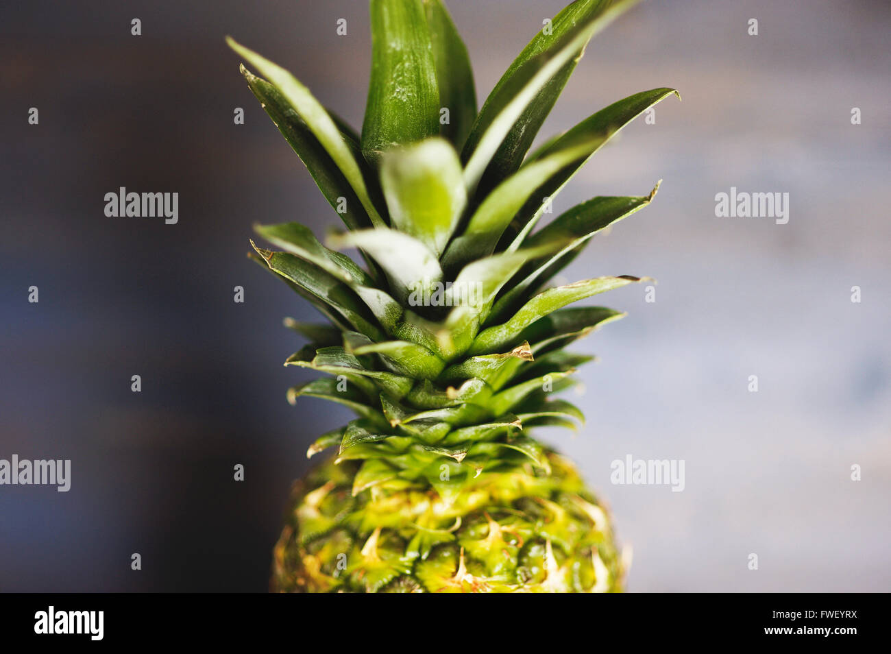 Ananas intero su sfondo blu Foto Stock