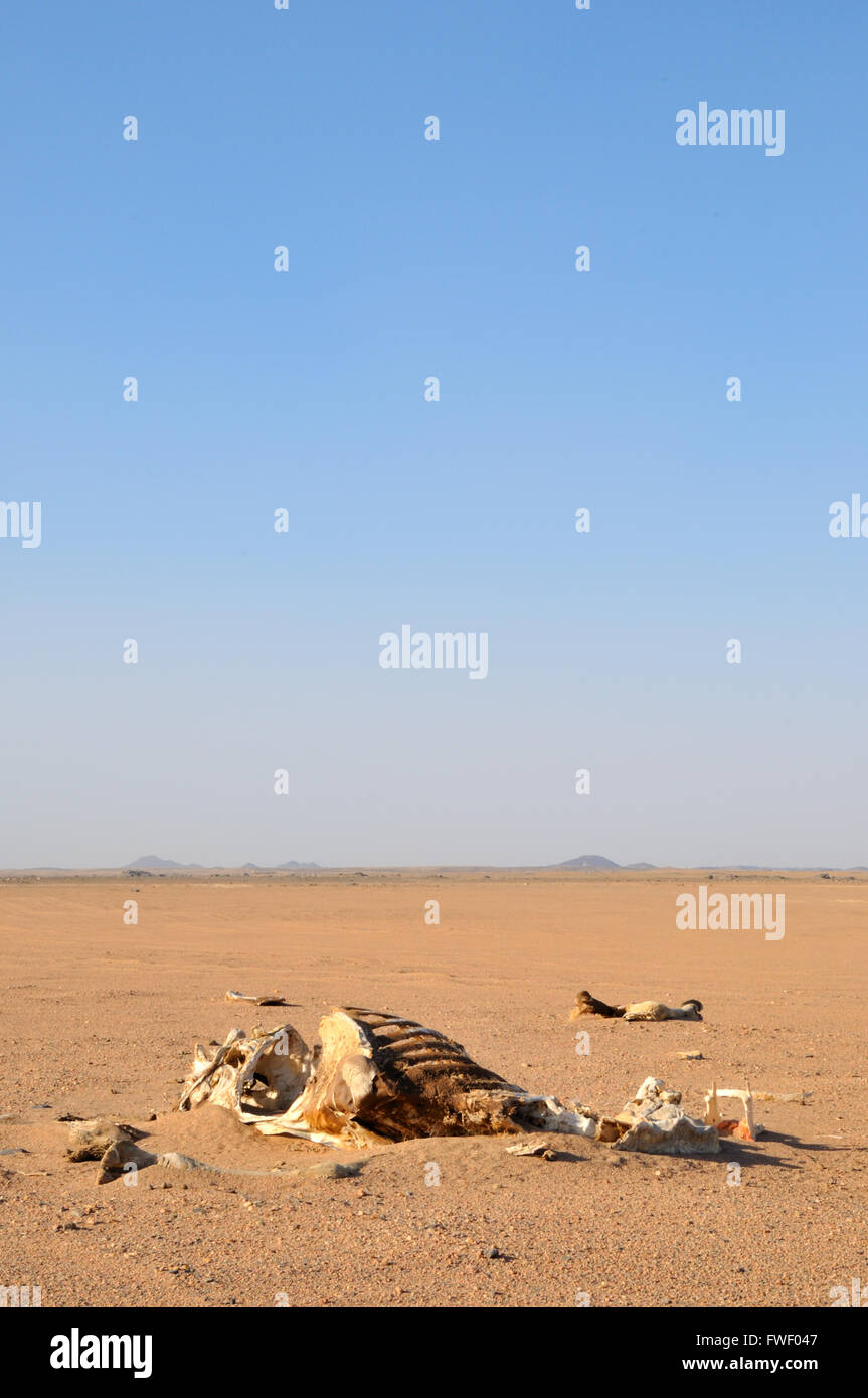 Resti di una carovana di cammelli provenienti dal Darfur in Egitto Foto Stock