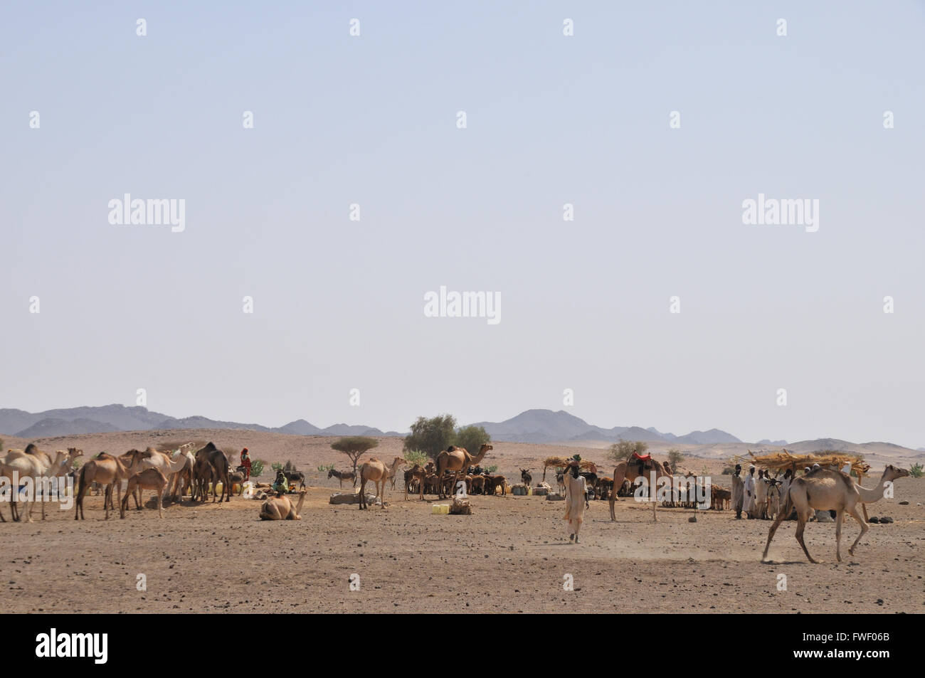 Bayuda desert, nomadi Bisharin al bene con i cammelli e asini Foto Stock