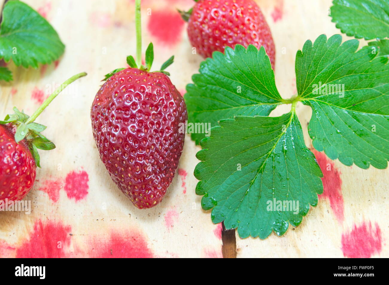 Fragola colorate scrivania con close up di fragole e foglie Foto Stock