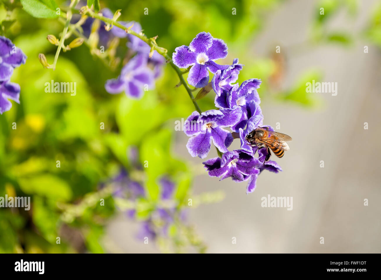 Un lavoratore bee per raccogliere il polline da Golden Dewdrop (Duranta erecta) fiore. Golden dewdrop noto anche come piccione burry Foto Stock