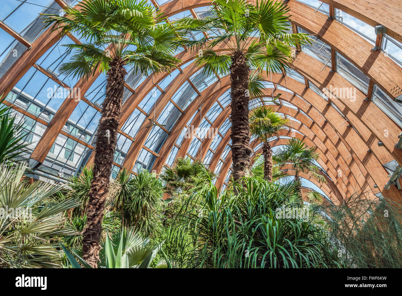 Sheffield Winter Garden, South Yorkshire, Inghilterra Foto Stock