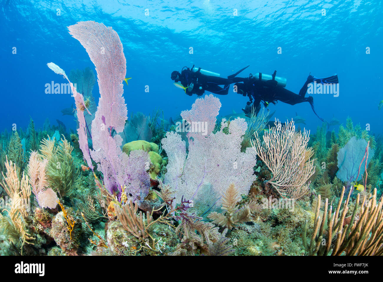 Caraibi squali di barriera, Carcharhinus perezi, Jardines de la Reina, Cuba, Mar dei Caraibi Foto Stock
