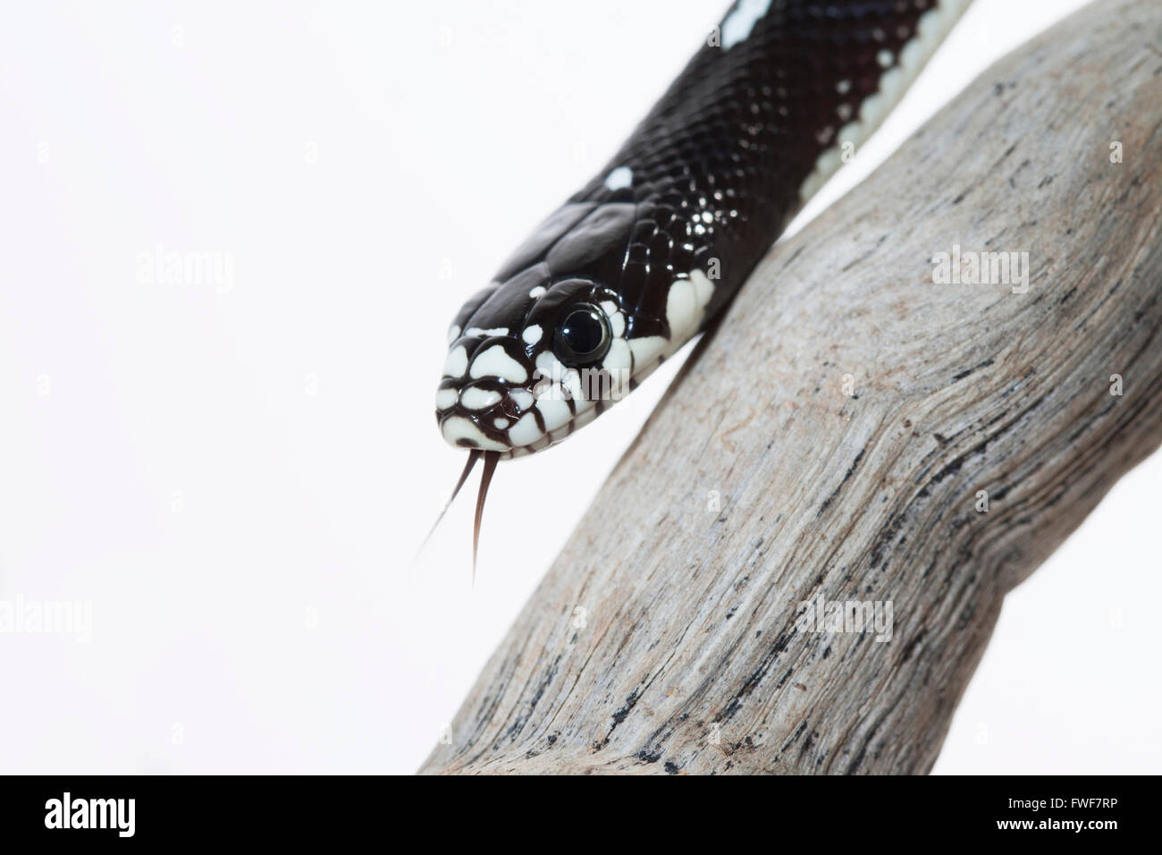 Ritratto di un serpente nero, Lampropeltis getula californiae. Sfondo bianco Foto Stock