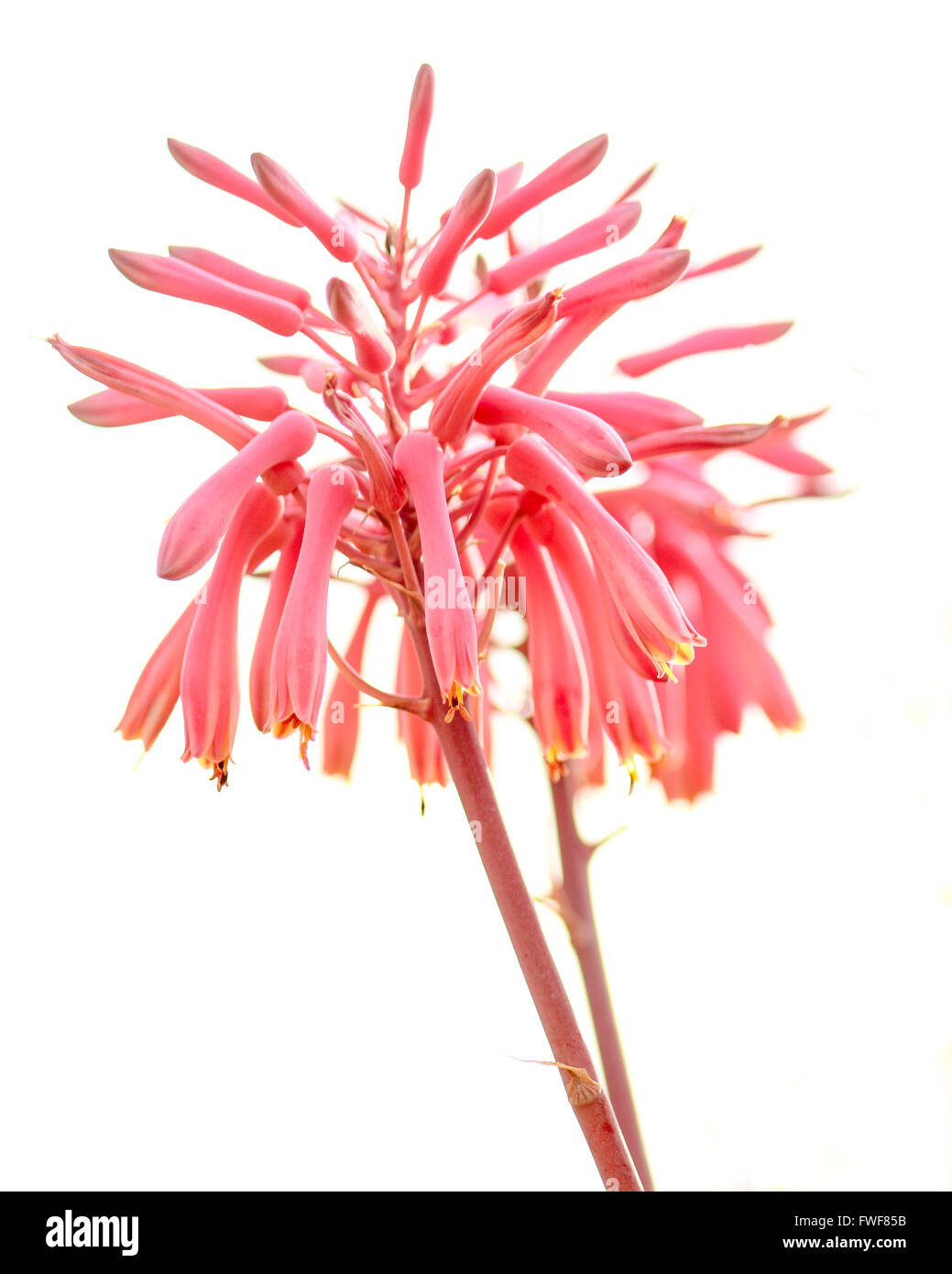 Aloe Vera Foto Stock