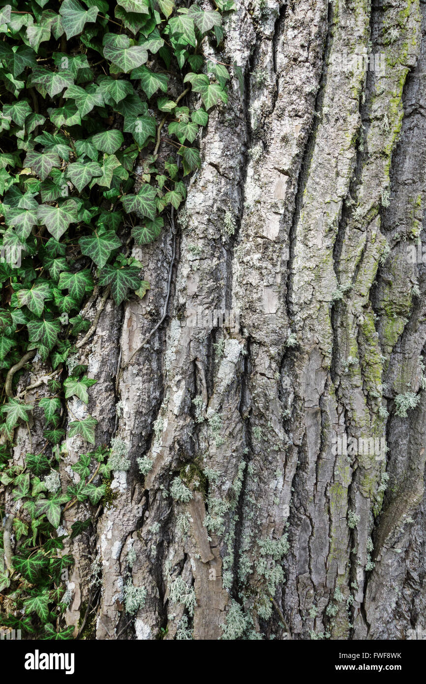 Ivy cresce su una spessa vecchio tronco di albero Foto Stock