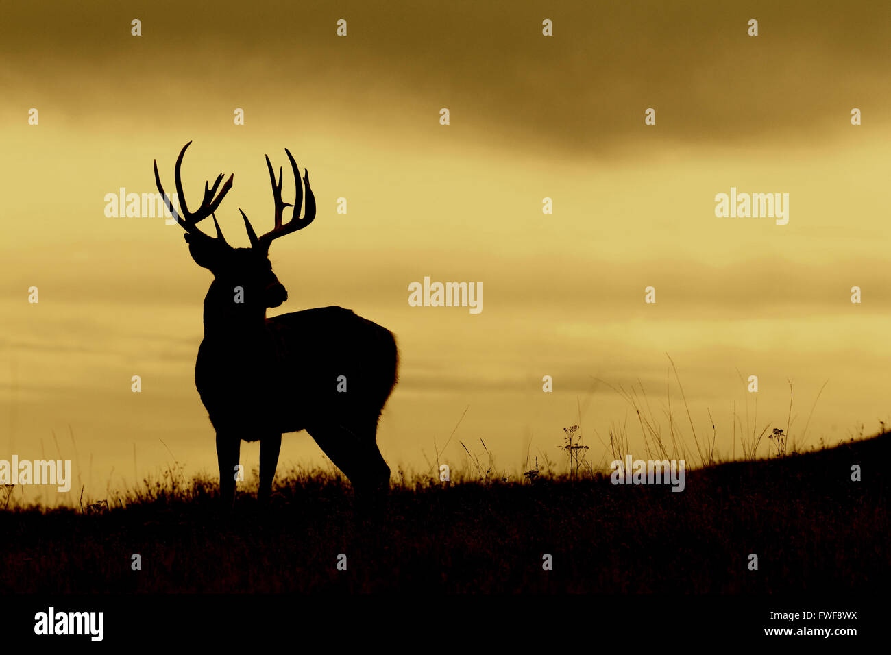 Culbianco buck di cervo con grandi corna di cervo in piedi contro un bellissimo cielo con nuvole a più livelli Foto Stock