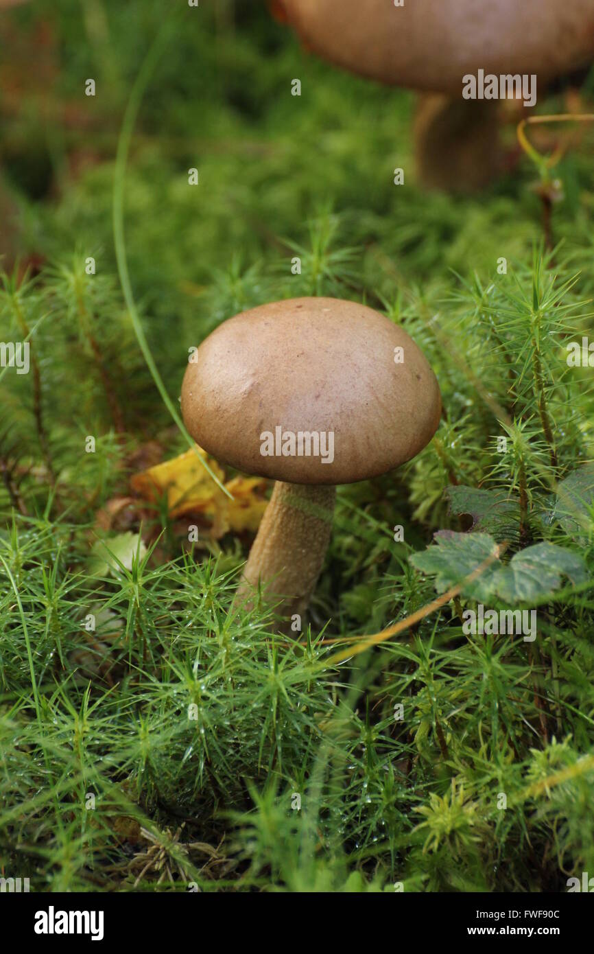 La Betulla bolete (Leccinum scabrum) in Svezia. Foto Stock